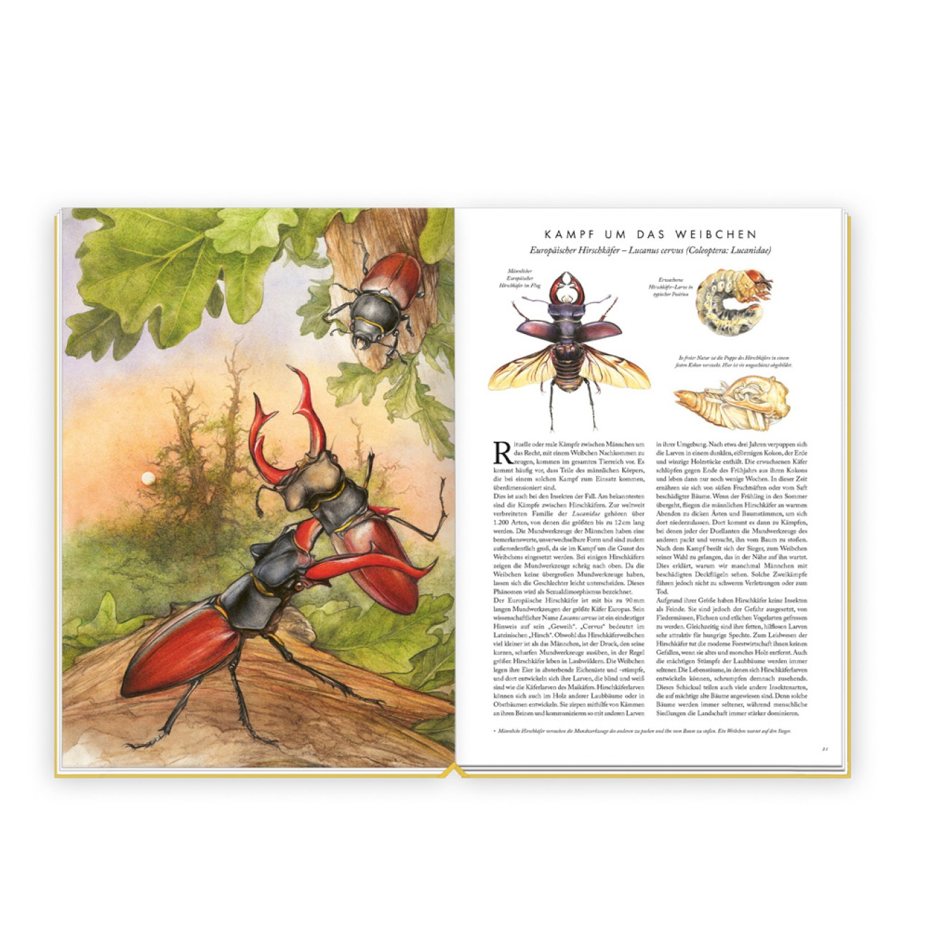 Die großartige Welt der Insekten
