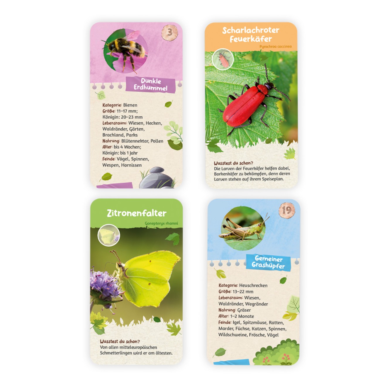 55 Lernkarten "Heimische Insekten"