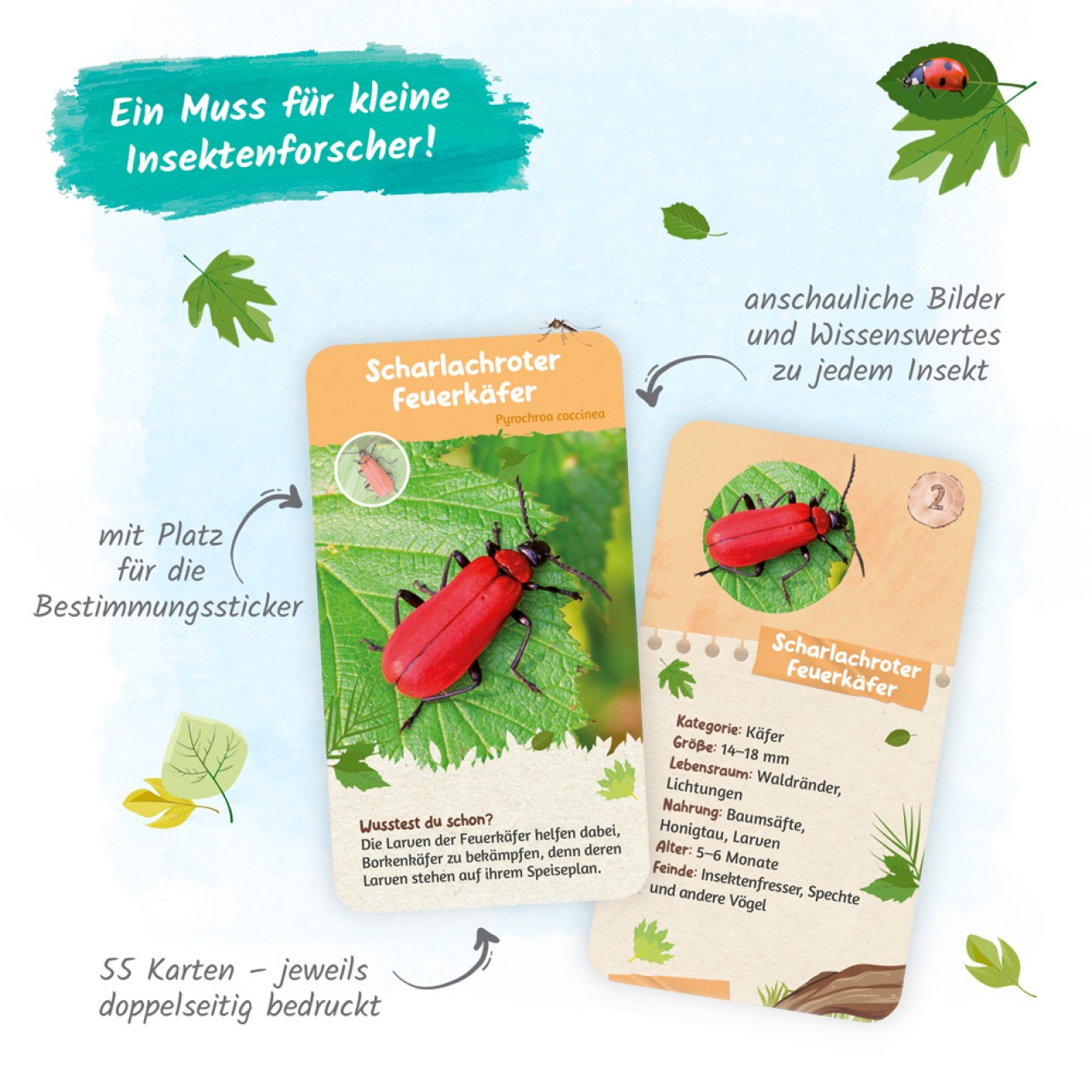 55 Lernkarten "Heimische Insekten"