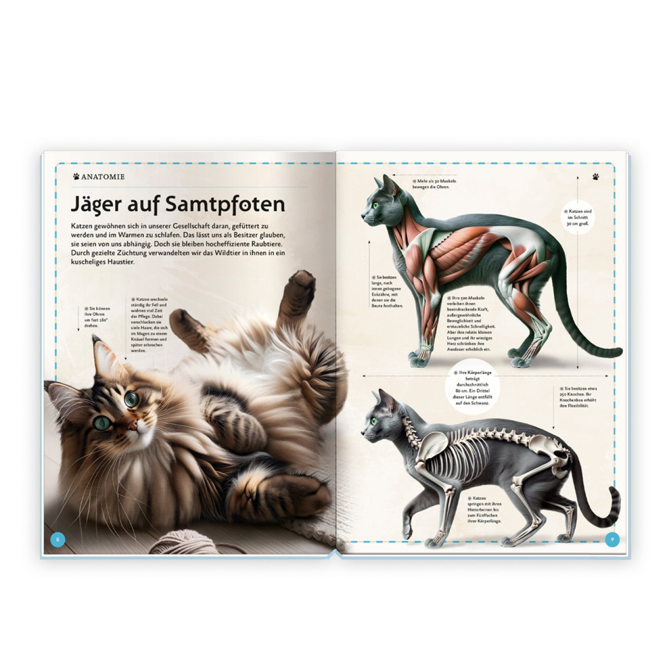 Kinderbuch Das großartige Buch der Katzen