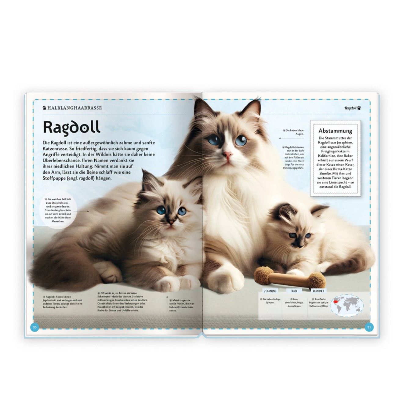 Kinderbuch Das großartige Buch der Katzen