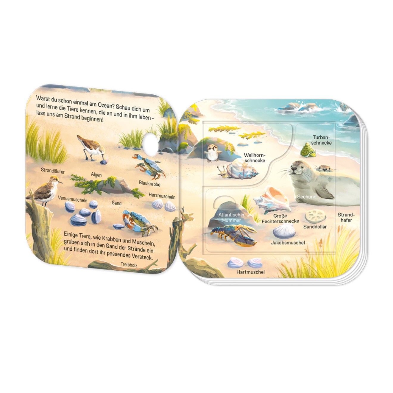 Klappenbuch - Tiere im Ozean