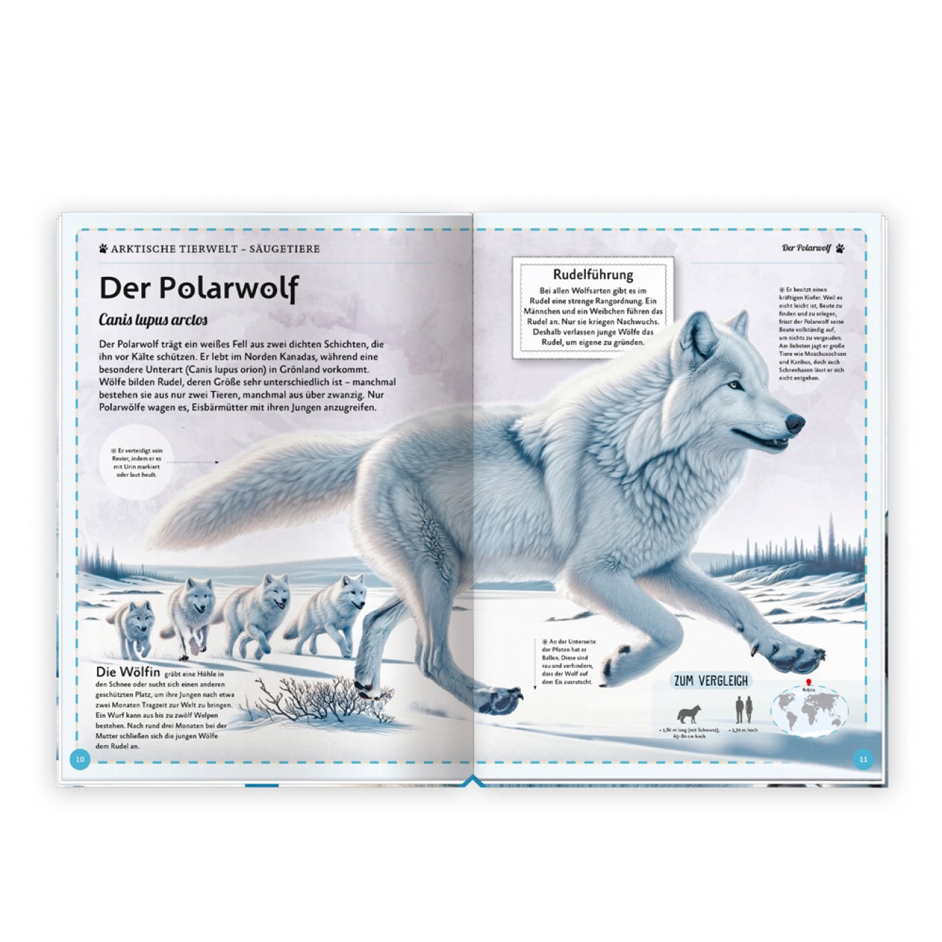 Kinderbuch Das großartige Buch der Polartiere