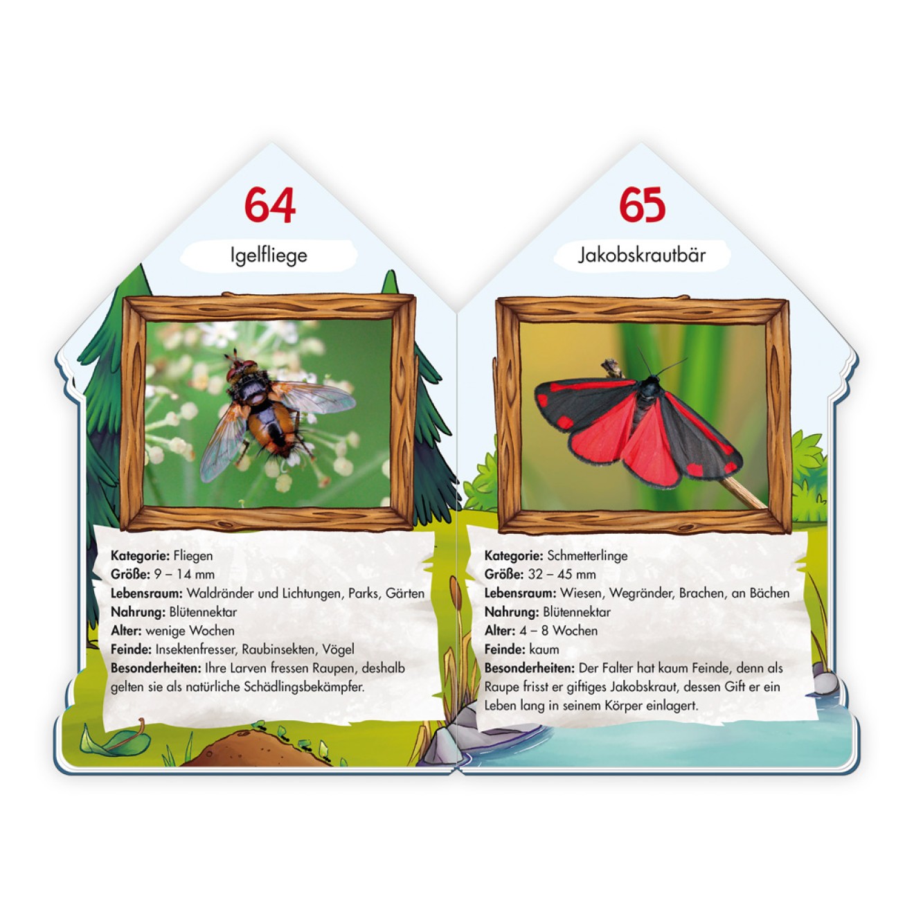 Wissensbuch "101 Heimische Insekten"