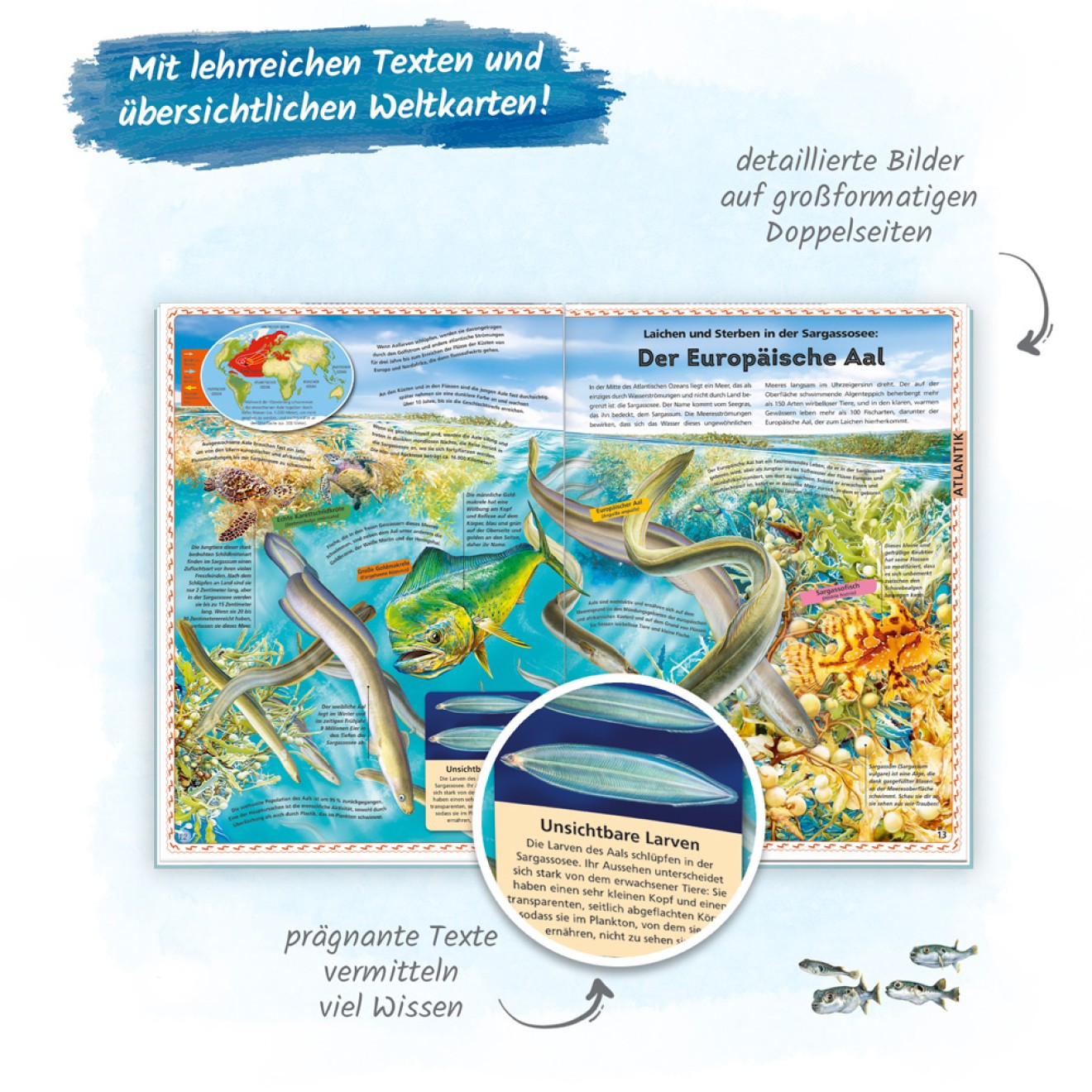 Der große Atlas der Ozeane