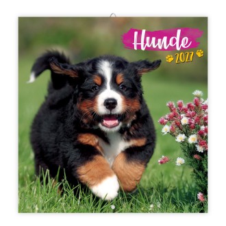 Broschürenkalender Hunde 2027