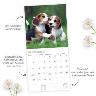 Broschürenkalender Hunde 2027
