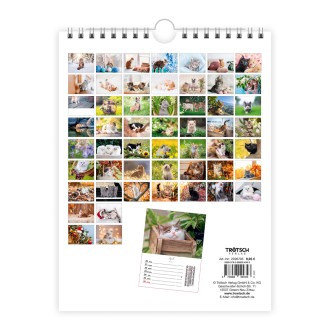 Wochenkalender zum Hängen Katzen 2027