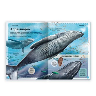Das großartige Buch der Wale