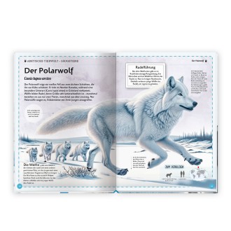 Kinderbuch Das großartige Buch der Polartiere